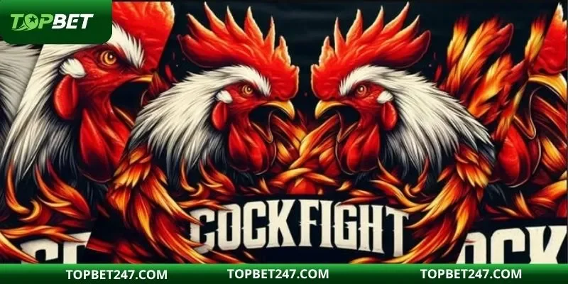 Cockfight Arena