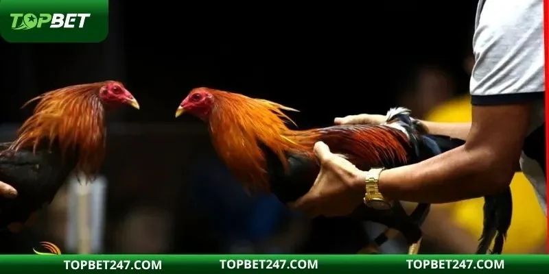 Cửa cược có nhiều ưu điểm tuyệt vời để lựa chọn