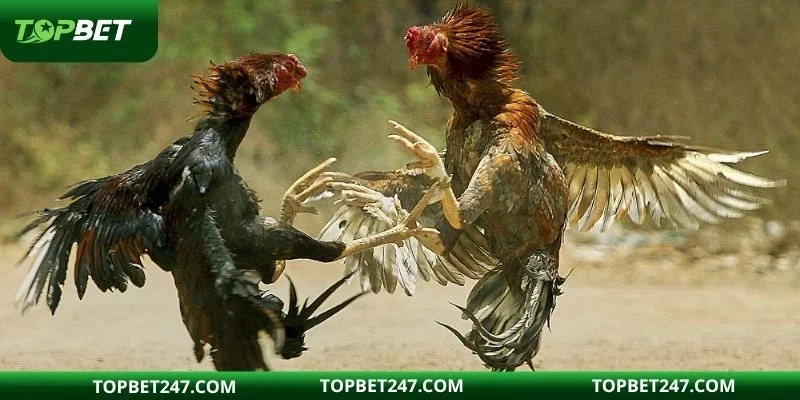 Đá gà C1 là hình thức cá cược thu hút hội viên nhất