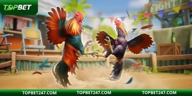 Đá gà cựa dao được hội viên tại nhà cái đặt cược thường xuyên