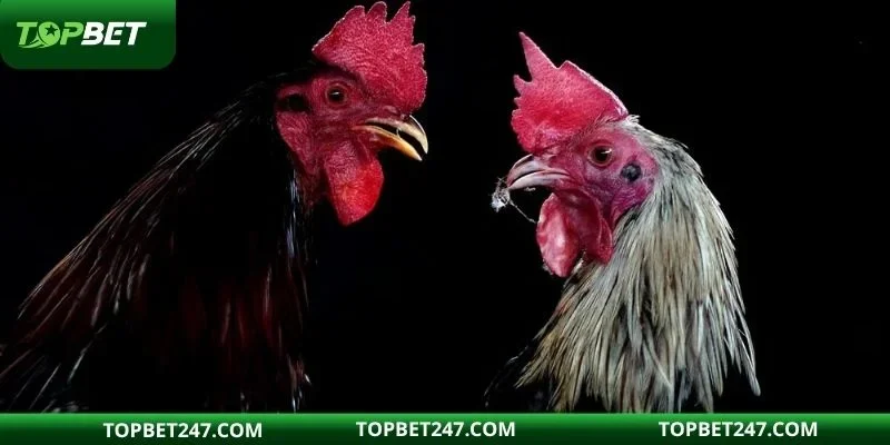 Đá gà Thomo thu hút rất nhiều hội viên tham gia trải nghiệm