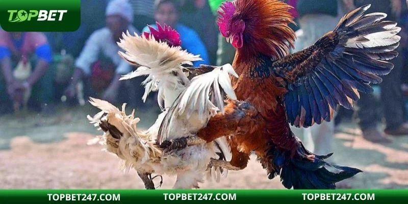 Đá gà TOPBET thu hút hội viên vì những ưu điểm nổi bật