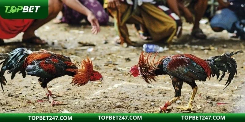 Khám phá các nhà phát hành của thương hiệu