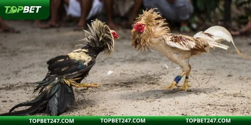 Khám phá loại hình đá gà đòn hấp dẫn tại nền tảng