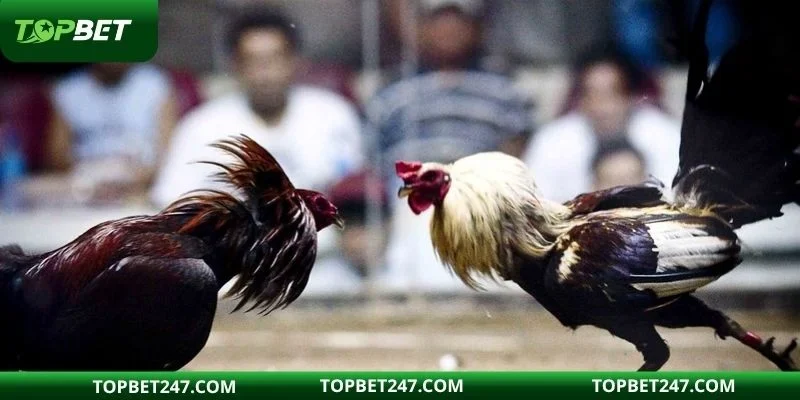 Nhà cái cam kết sự an toàn tuyệt đối cho hội viên