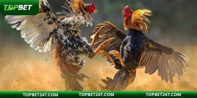 Thời gian thi đấu chi tiết của một trận chọi kê Thomo